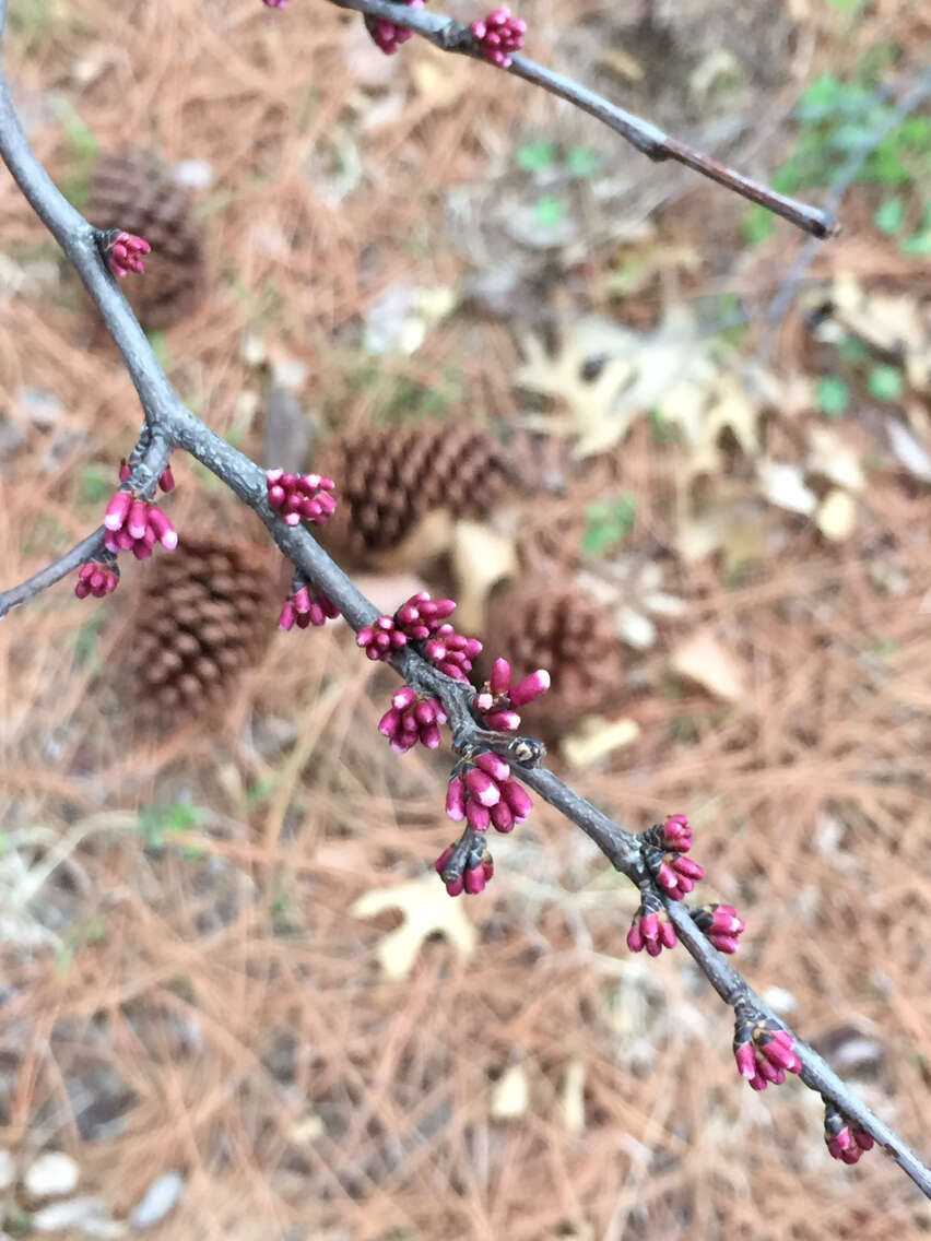 Plancia ëd Cercis canadensis var. texensis (S. Watson) M. Hopkins