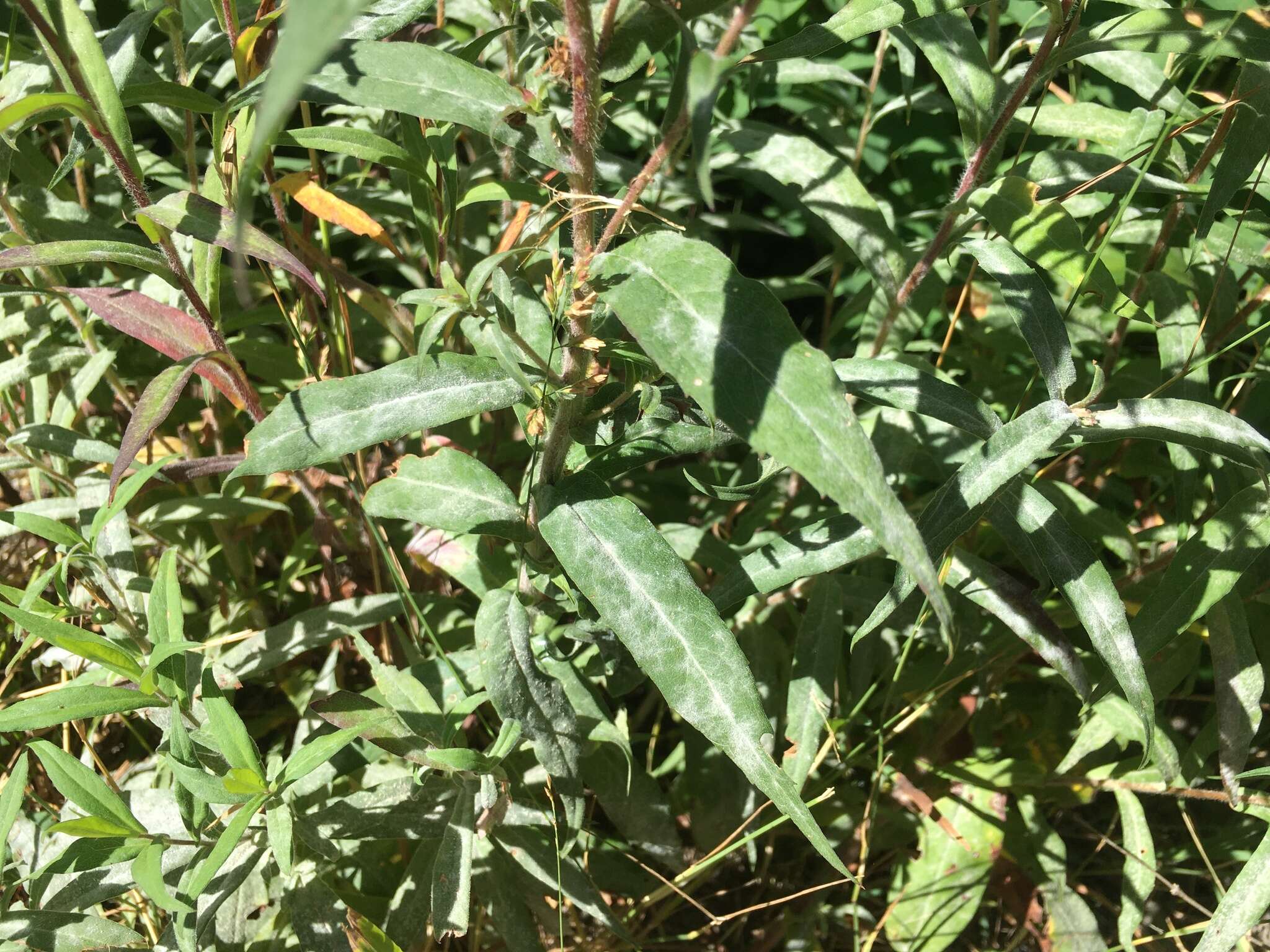 Image of mountain aster