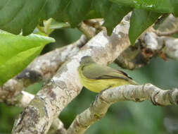 Image of Brown-capped Tyrannulet