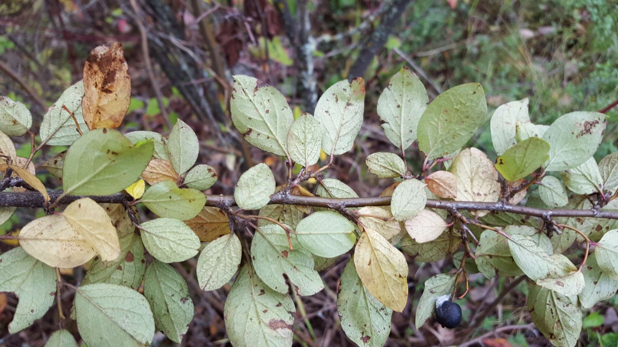 Plancia ëd Cotoneaster lucidus Schltdl.