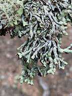 Image of tube lichen