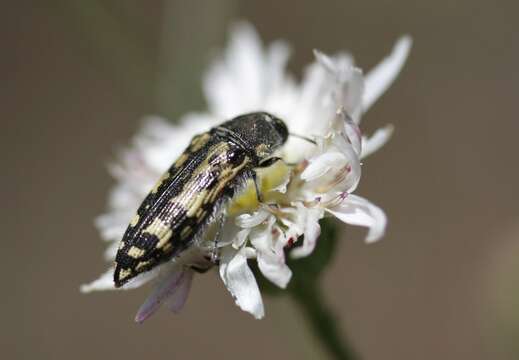 Imagem de Acmaeodera hepburnii Le Conte 1860