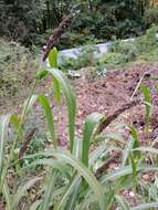 Echinochloa esculenta (A. Braun) H. Scholz resmi