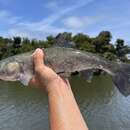 Image of Sacramento Blackfish