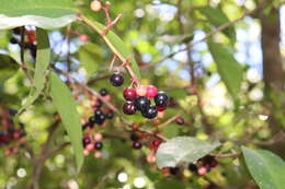 Image of Ardisia compressa Kunth