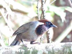 Image of White-necked Laughingthrush