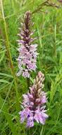 Image de Dactylorhiza maculata subsp. maculata