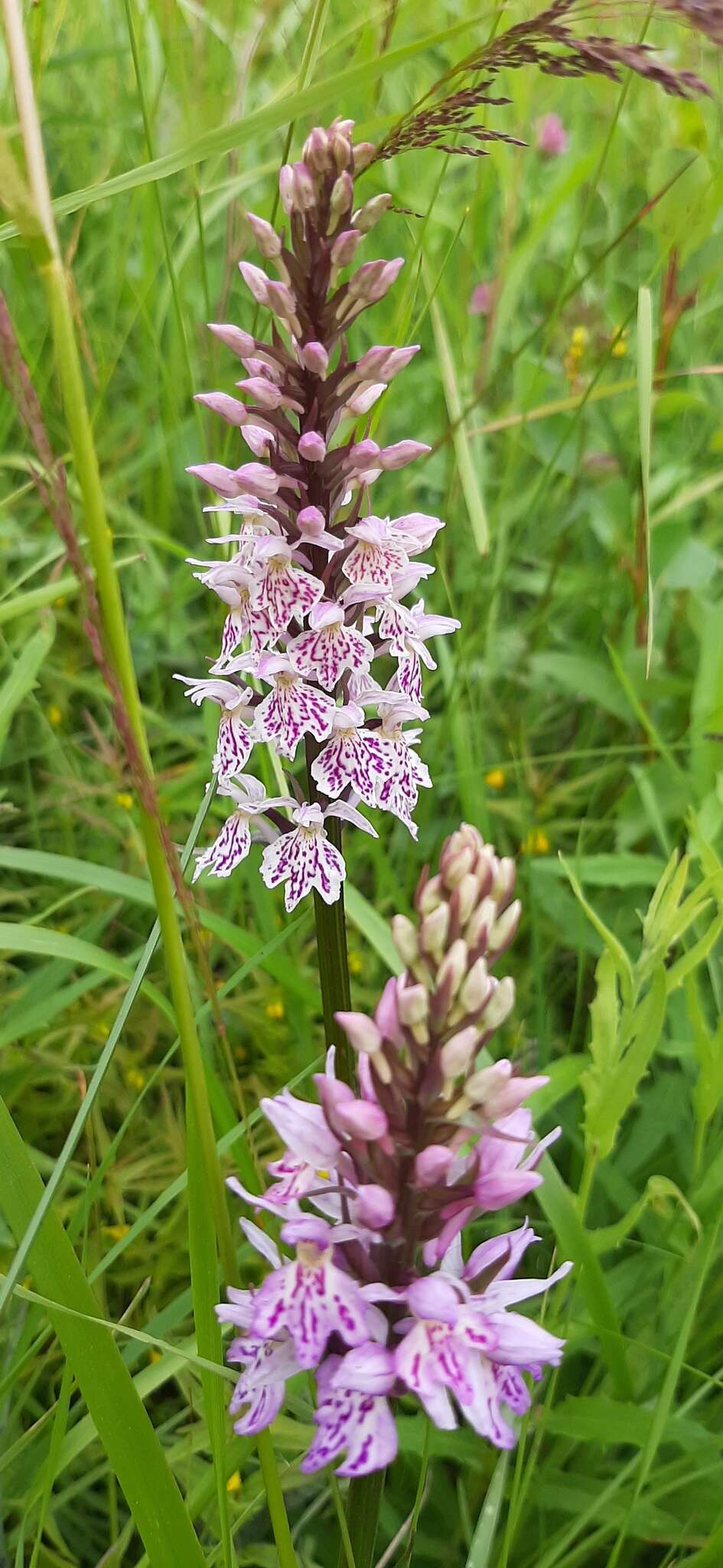 Image de Dactylorhiza maculata subsp. maculata