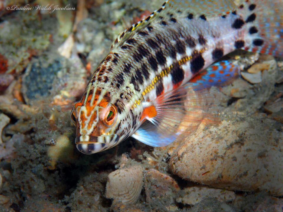 Image of Baldwin's Serranid