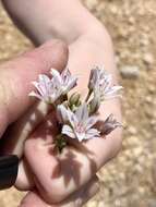 Image of largeflower onion