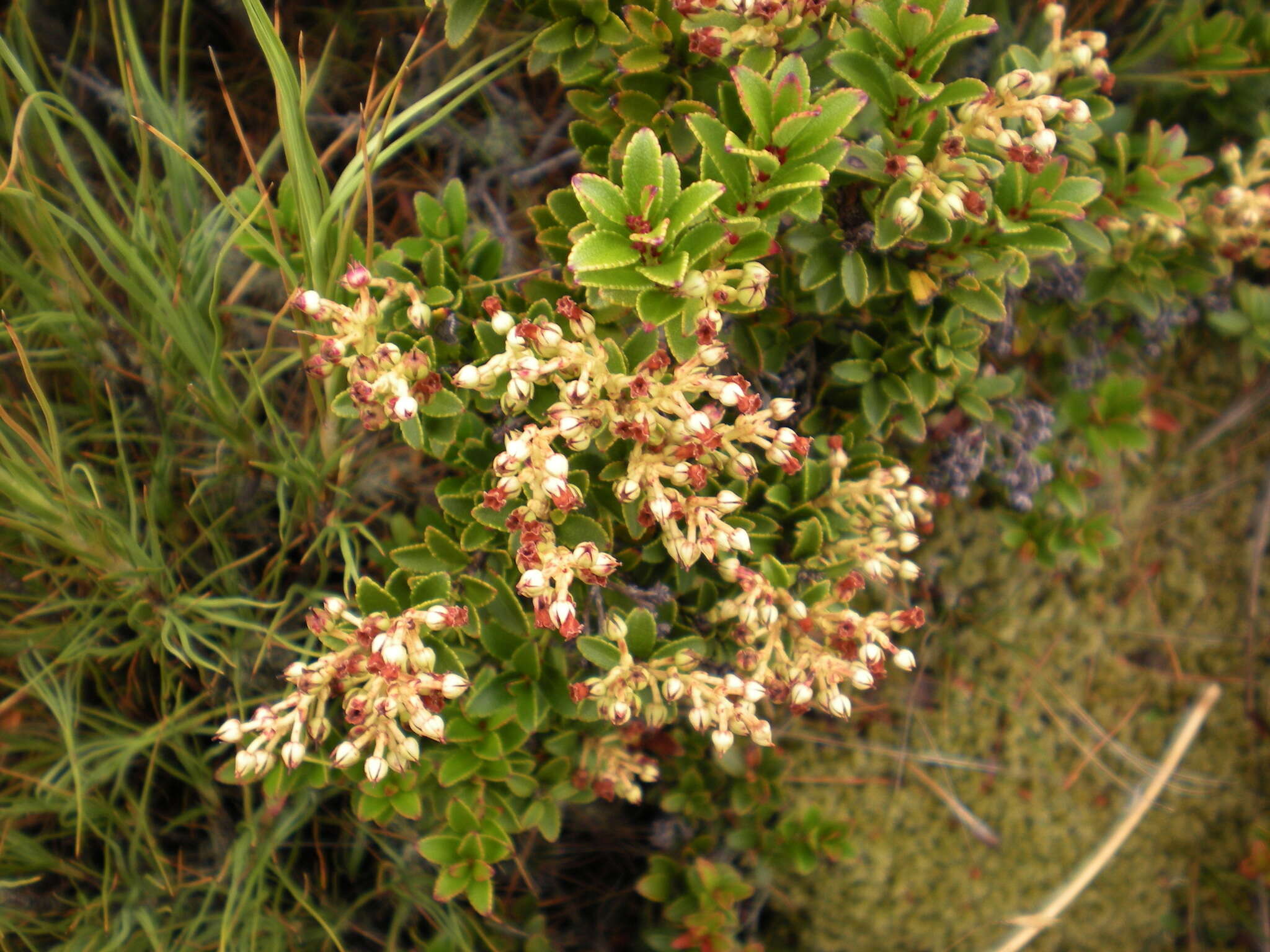 Imagem de Gaultheria crassa Allan