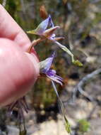 Image of Disa multifida Lindl.