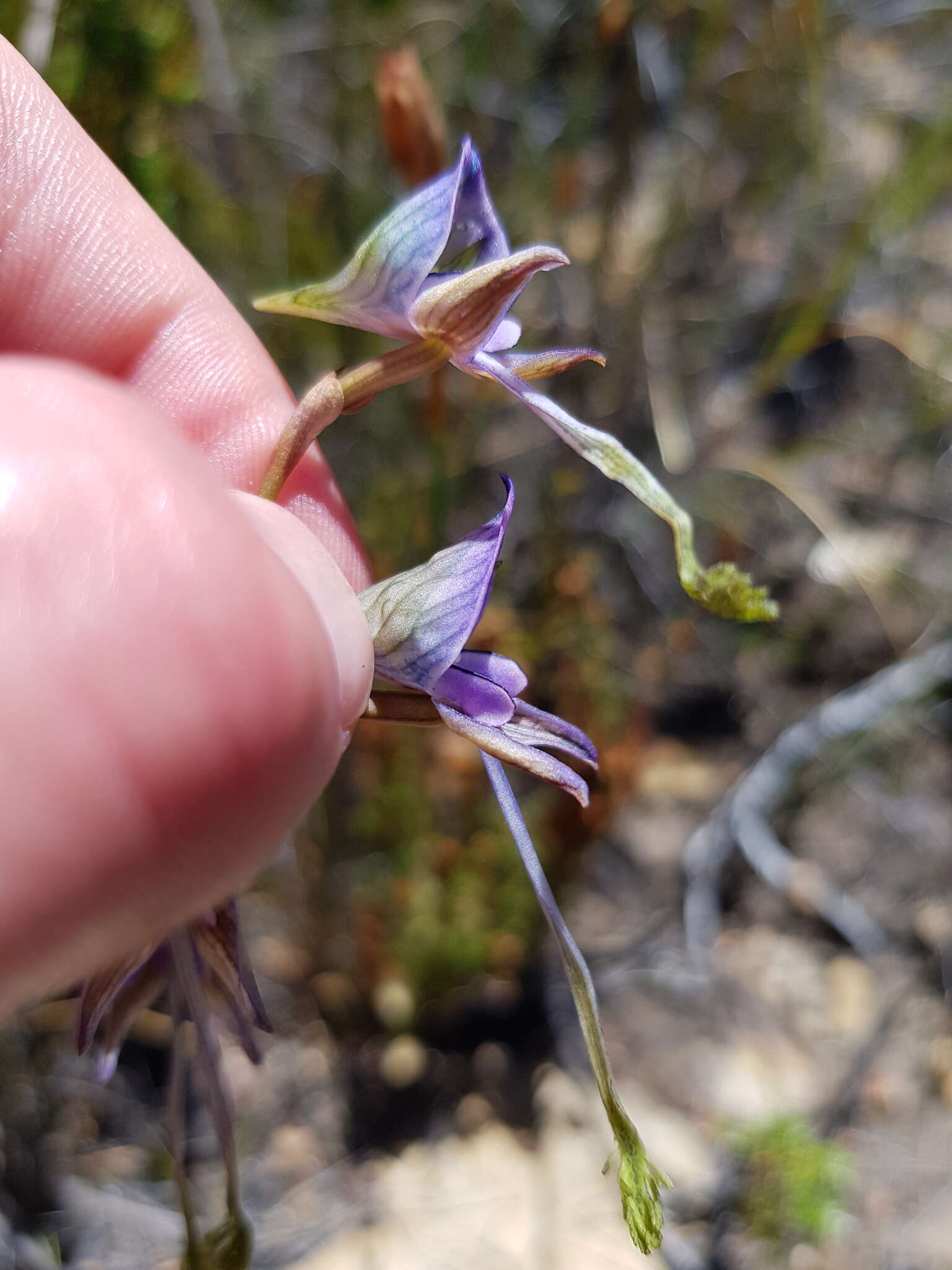 Image of Disa multifida Lindl.