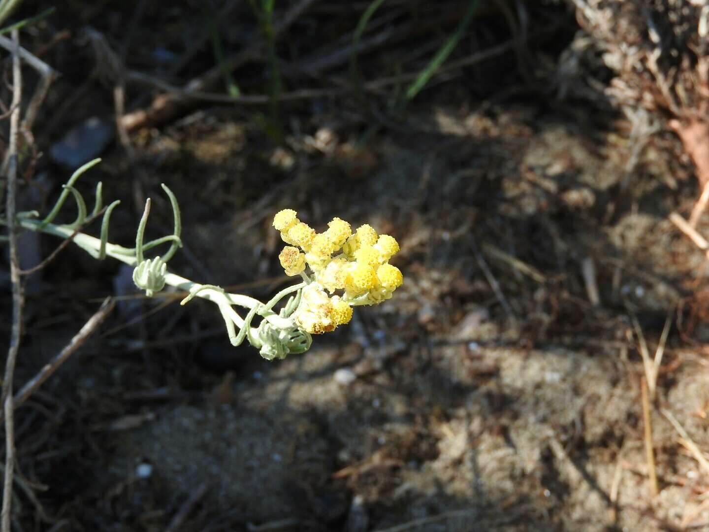 Image of yellow amaranth