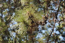 Image of Pringle's Pine