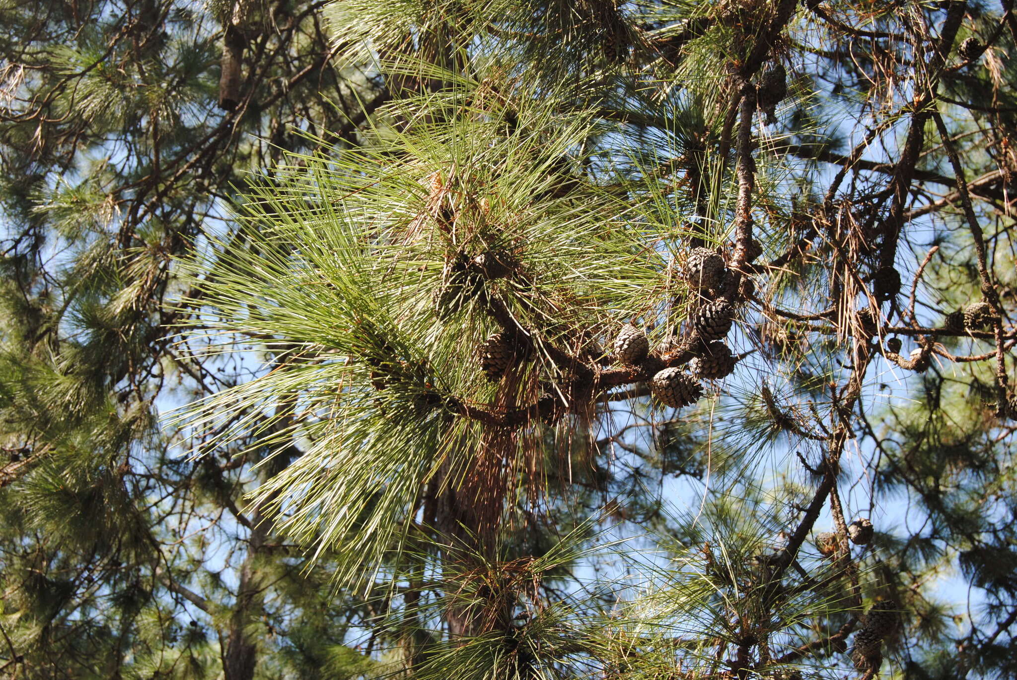 Image of Pringle's Pine