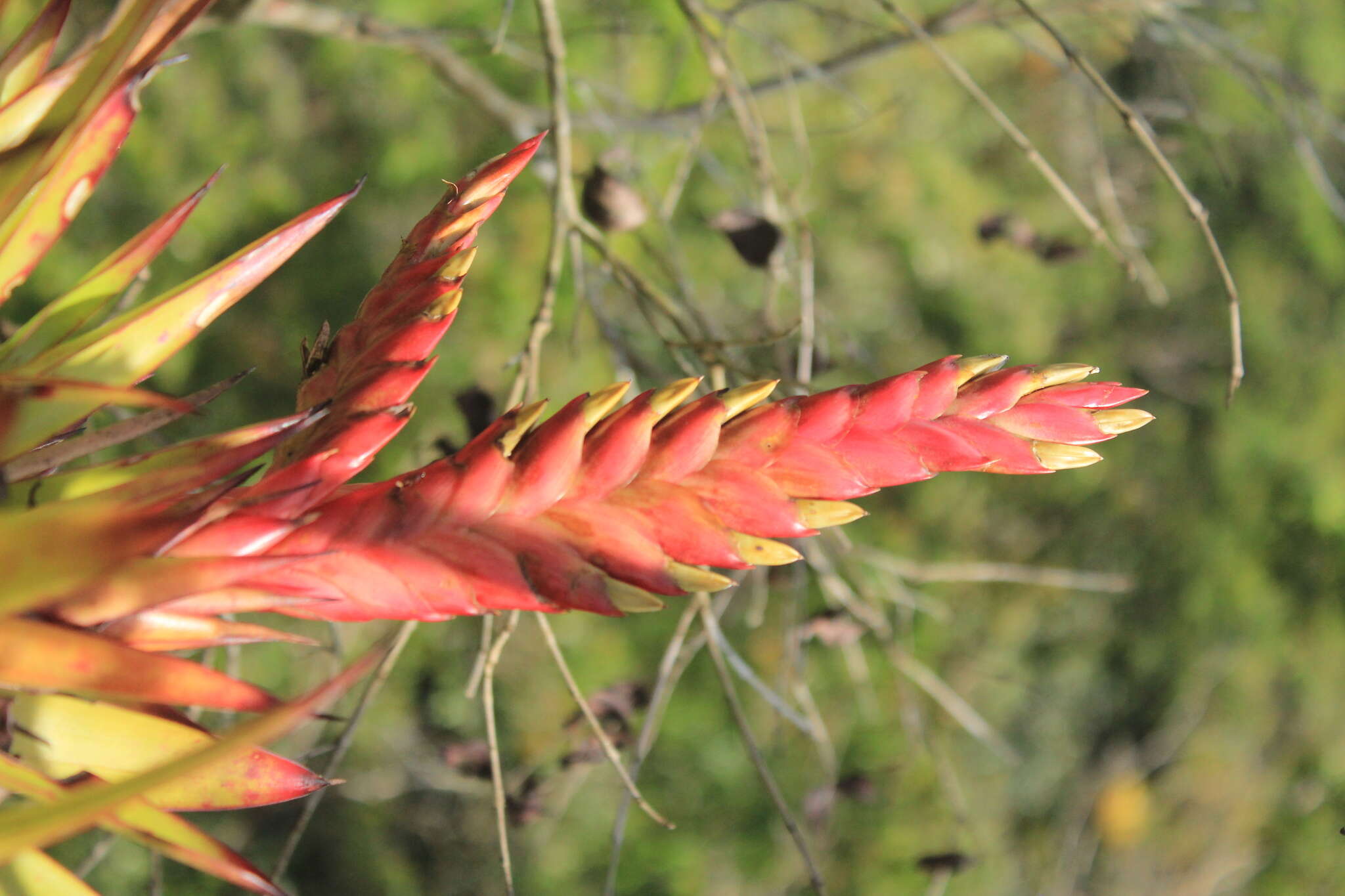 Imagem de Tillandsia romeroi var. gruberi Rauh