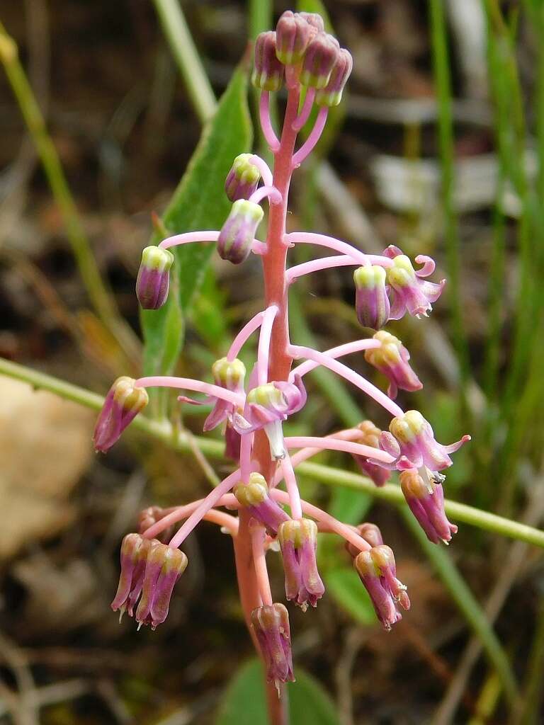 Image of Ledebouria ovalifolia (Schrad.) Jessop