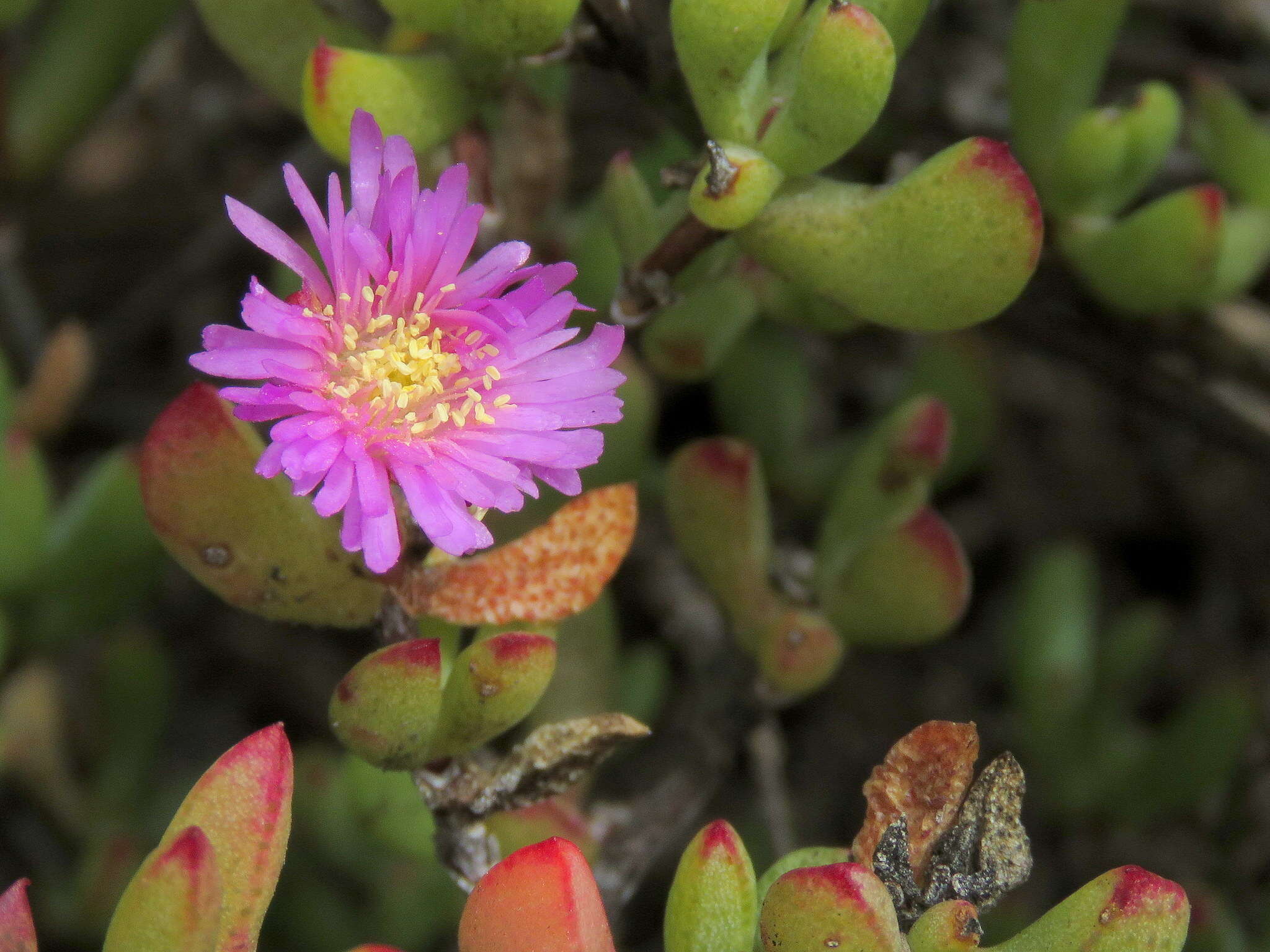 Imagem de Oscularia falciformis (Haw.) H. E. K. Hartm.