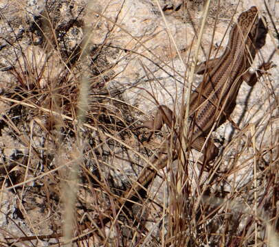 Image of Trachylepis sulcata sulcata (Peters 1867)