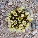 Image of Gentianella luteoalba Glenny