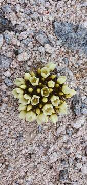 Imagem de Gentianella luteoalba Glenny