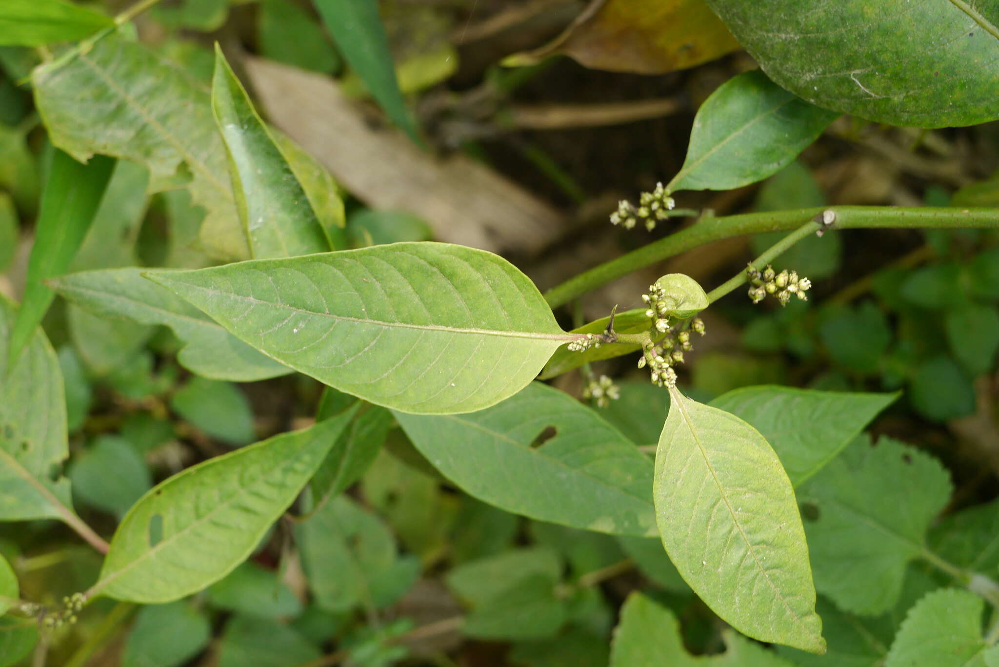 Image of Deeringia polysperma (Roxb.) Moq.