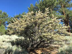 Plancia ëd Cercocarpus ledifolius Nutt.