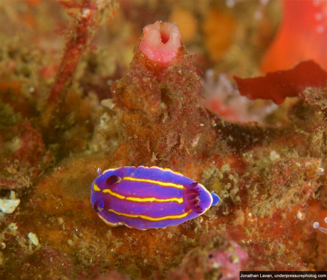 Image of Felimida macfarlandi (Cockerell 1901)