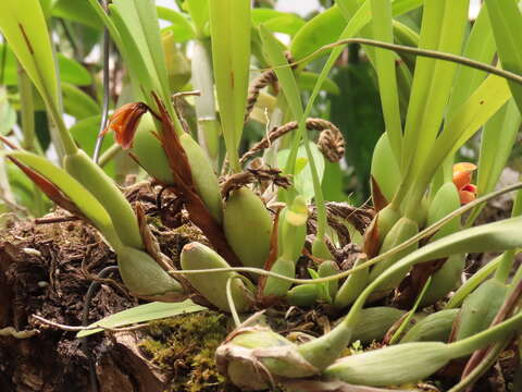 Image of Maxillaria variabilis Bateman ex Lindl.