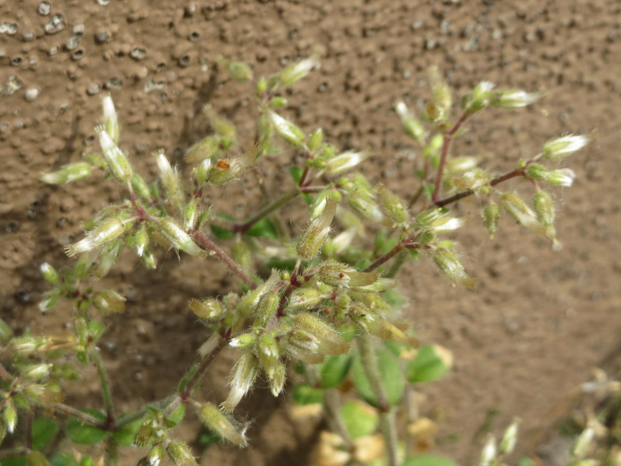 Image of fivestamen chickweed