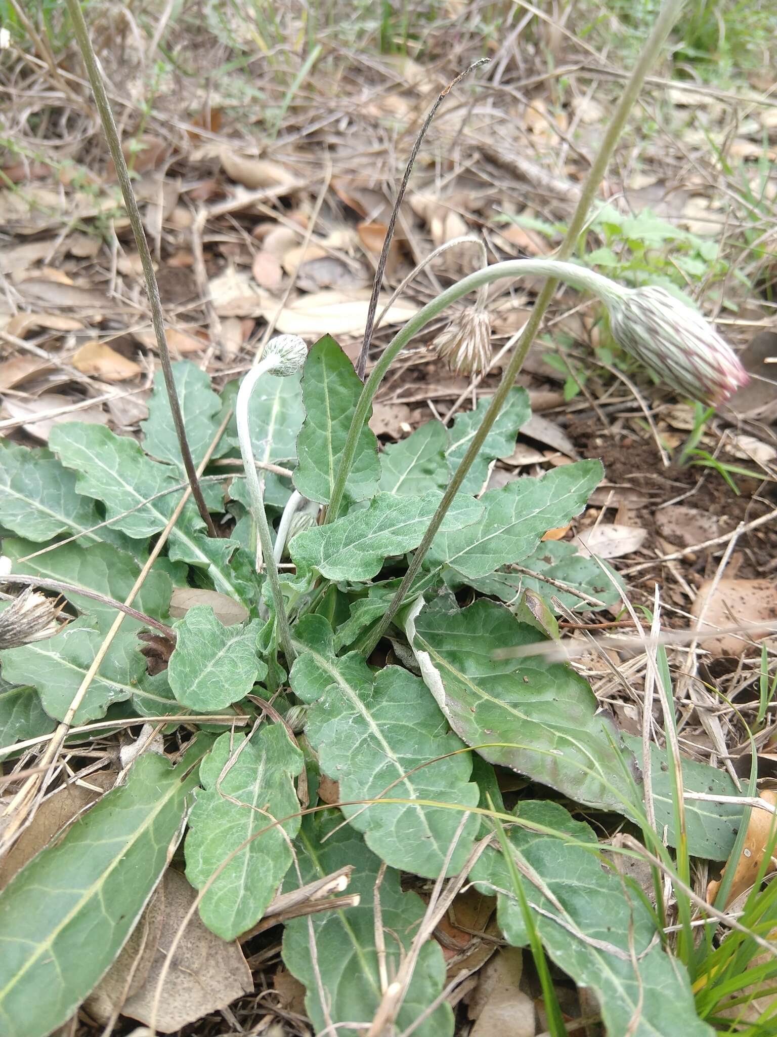 Image de Chaptalia nutans (L.) Hemsl.