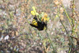 Слика од Bombus zonatus Smith 1854