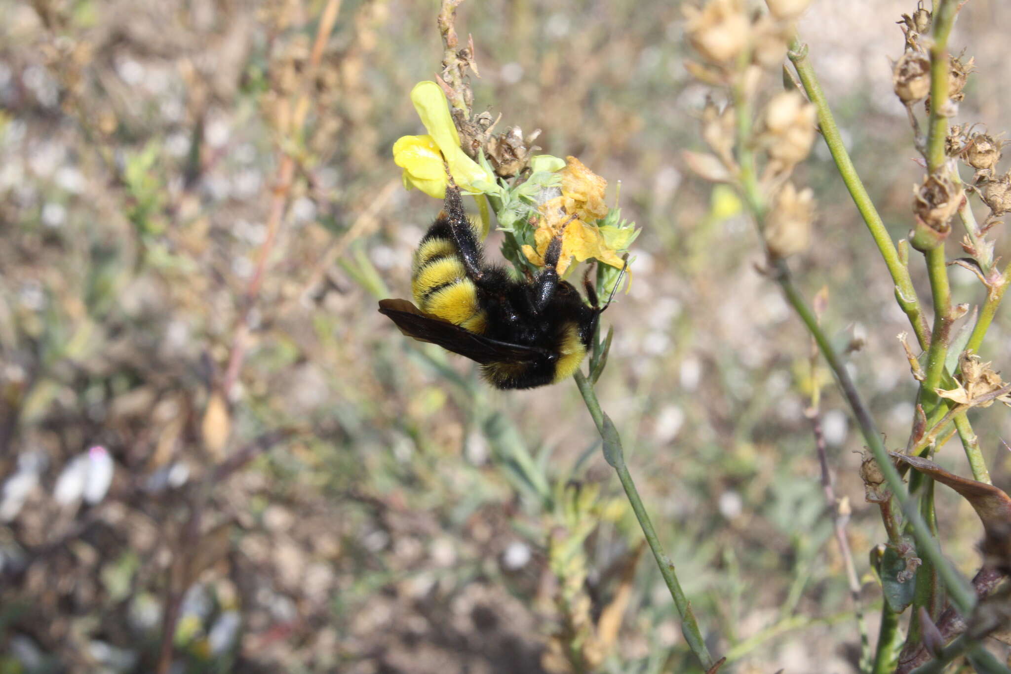 Слика од Bombus zonatus Smith 1854