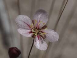 Image of Drosera occidentalis Morr.