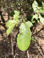 Image of Geijera salicifolia Schott