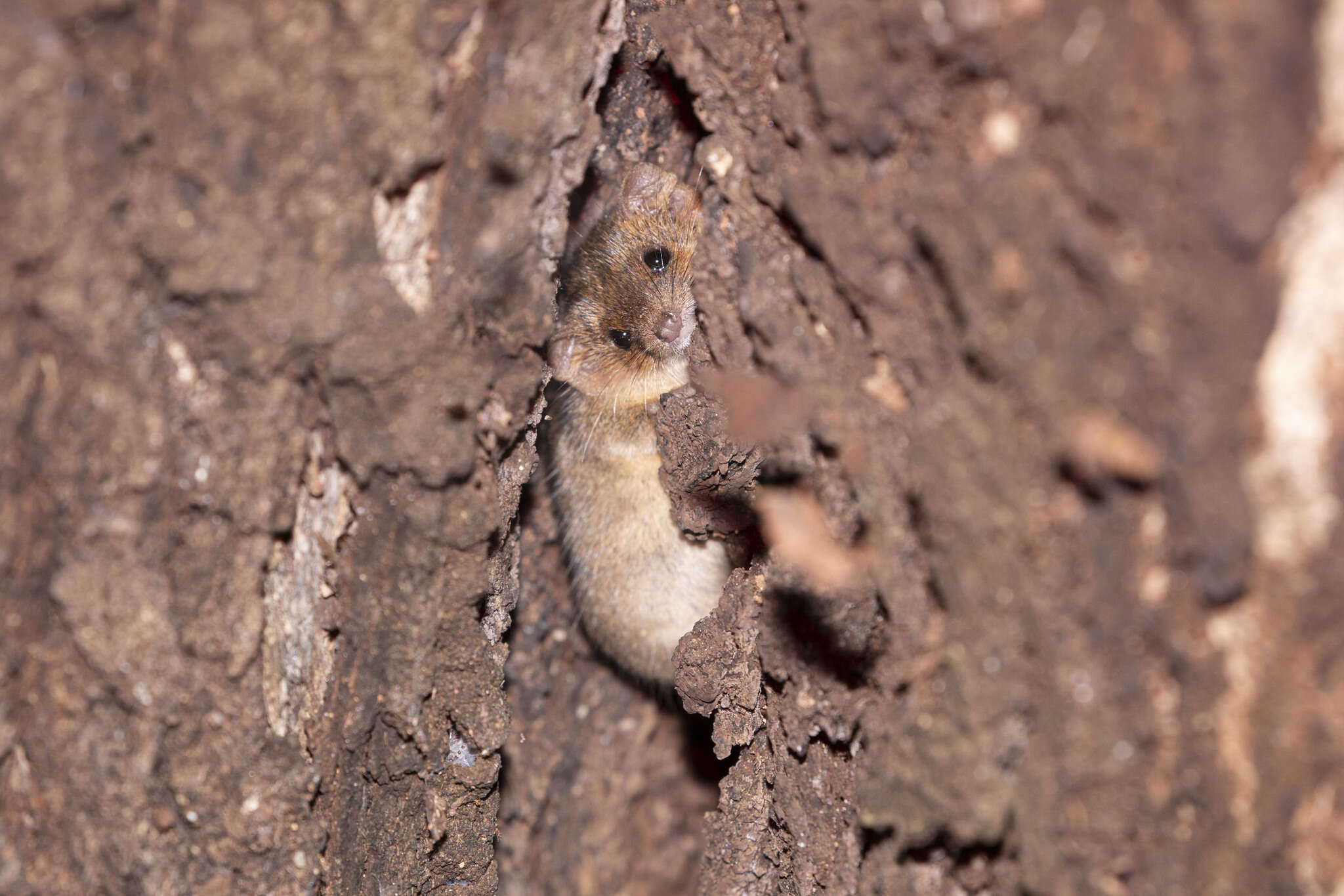 صورة Planigale maculata (Gould 1851)