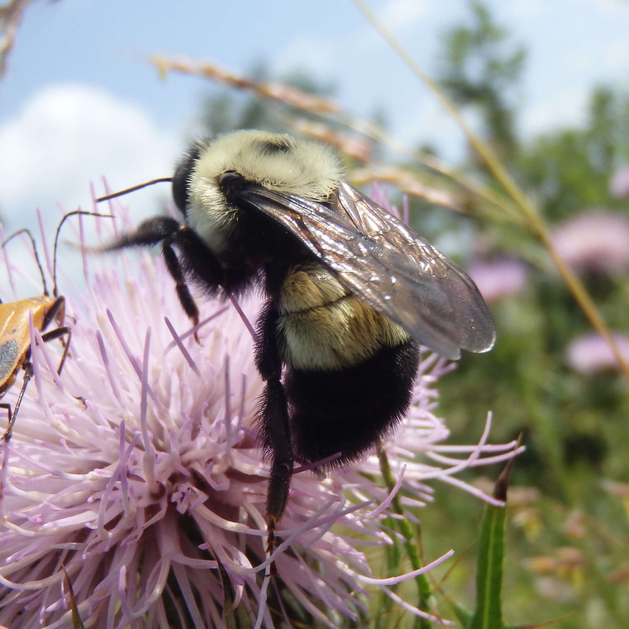 Image of Rusty patched bumble bee