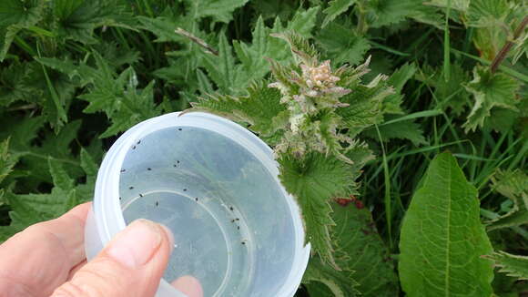 Image of Nettle Pollen Beetle