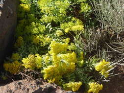 Image of Bethencourtia palmensis (Nees) Choisy