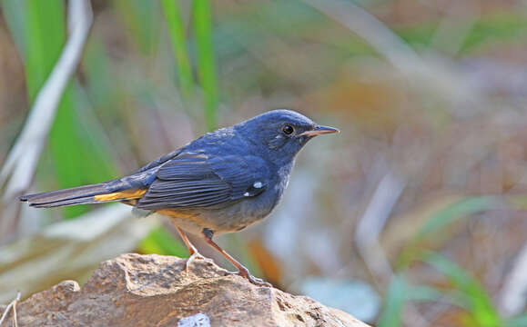 Image of White-bellied Redstart