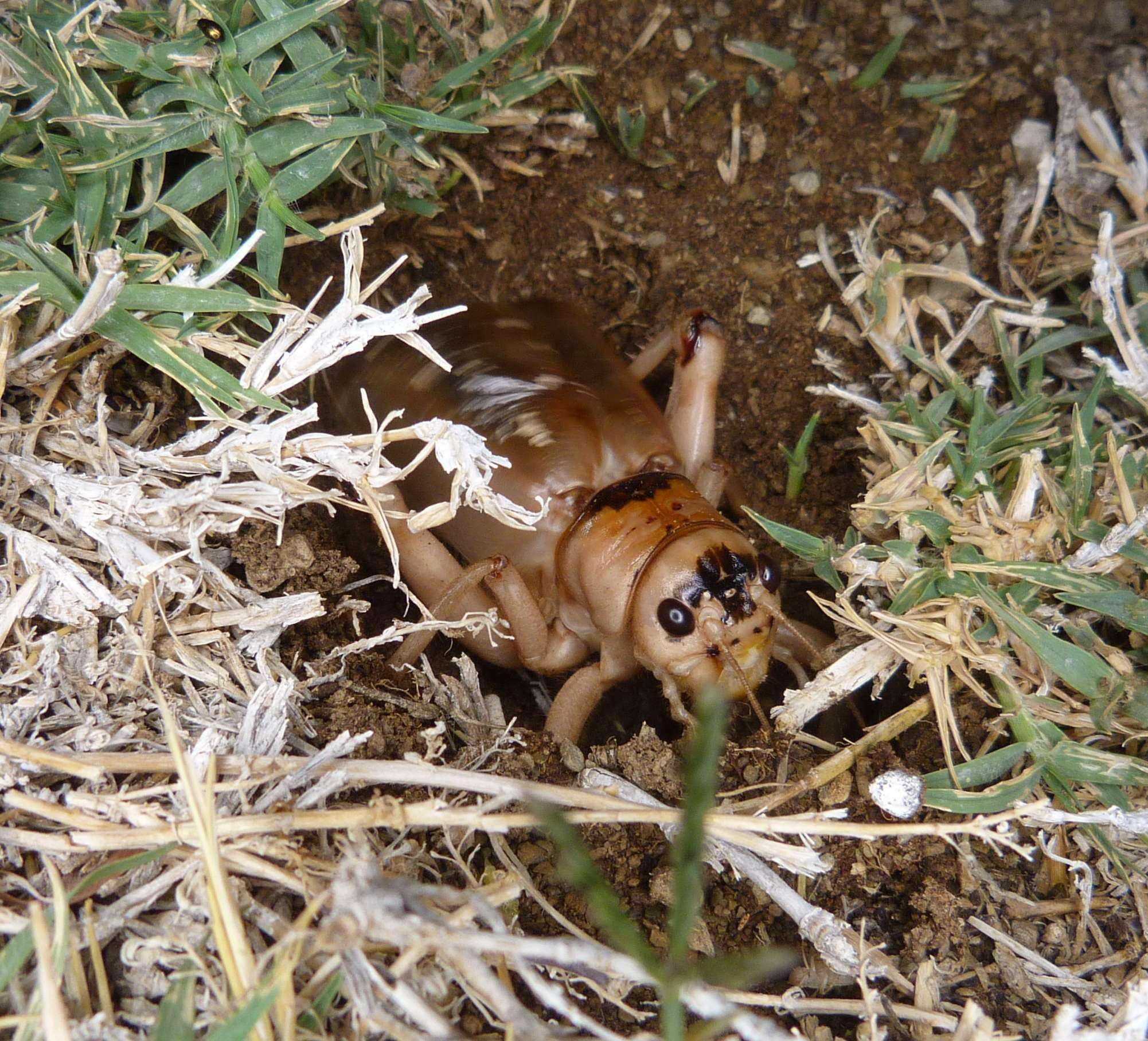 صورة Brachytrupes membranaceus (Drury 1770)