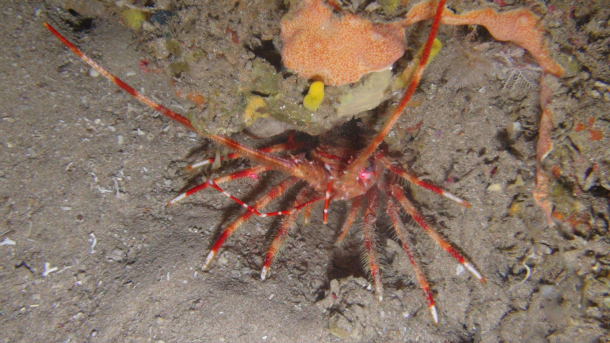 Image of unicorn blunthorn lobster