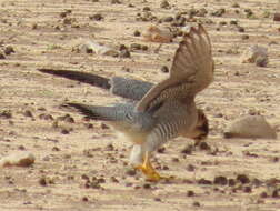 Falco chicquera horsbrughi Gunning & Roberts 1911 resmi