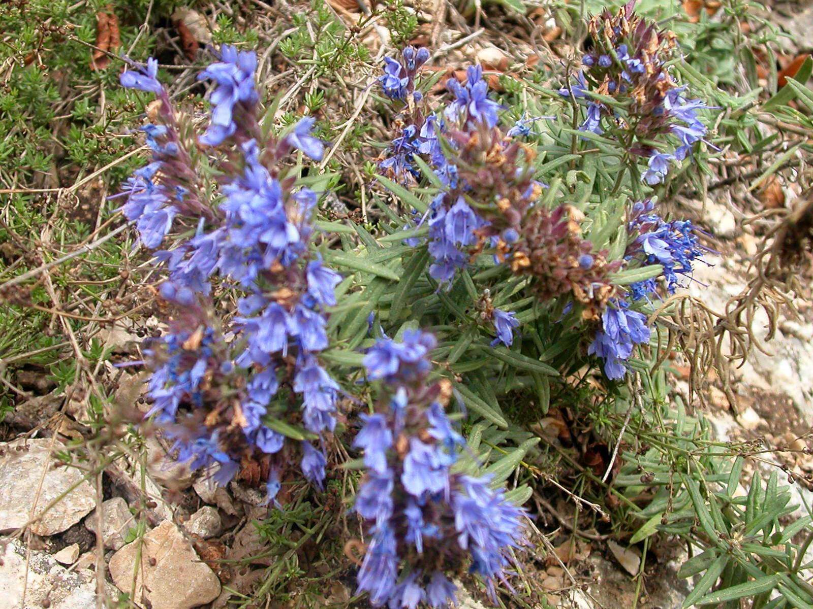 صورة Hyssopus officinalis subsp. officinalis