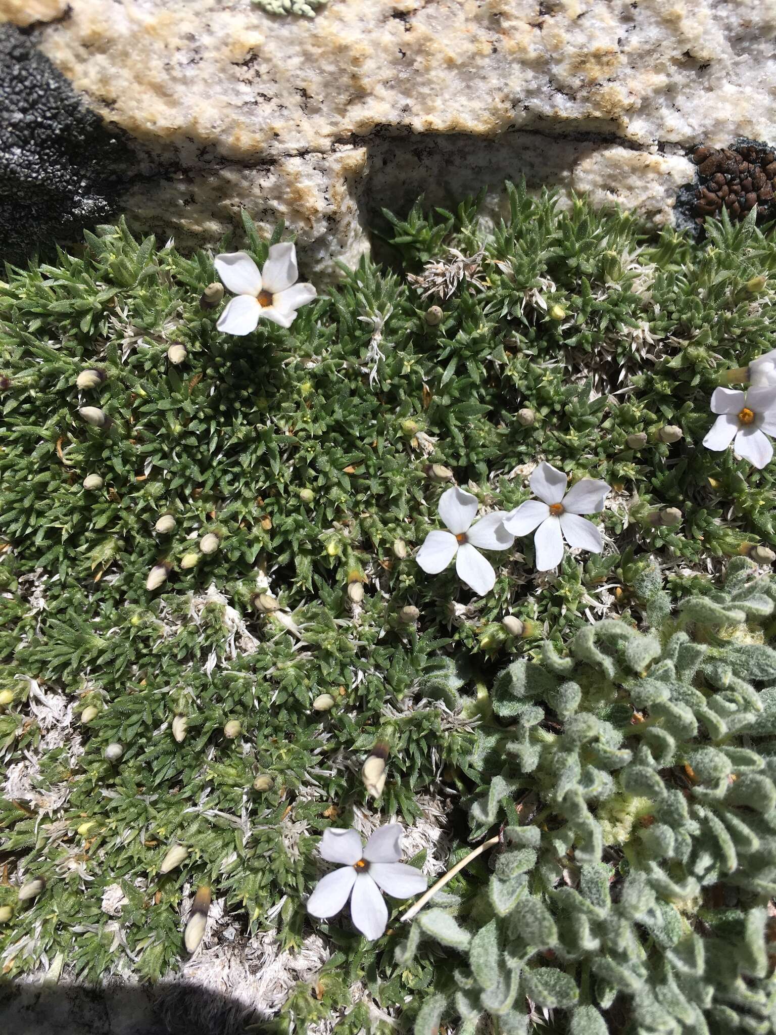 Image of dwarf phlox