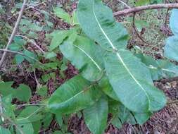 Image of Asclepias otarioides E. Fourn.