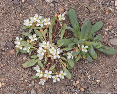 Eremothera nevadensis (Kellogg) W. L. Wagner & Hoch resmi