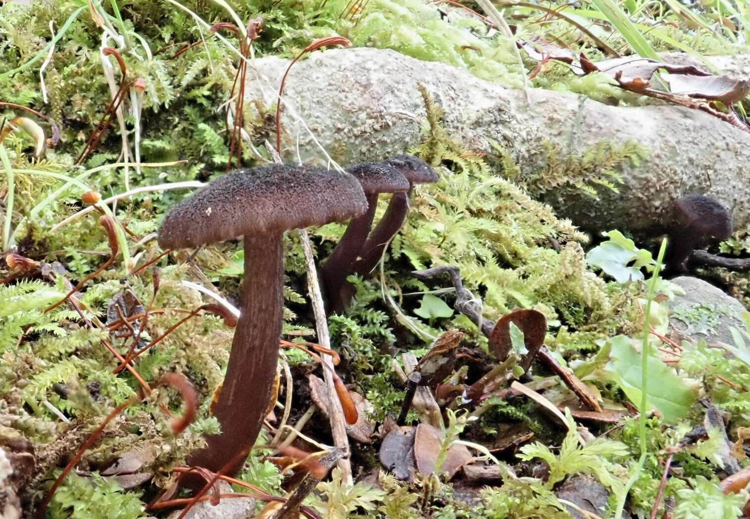 Image of Laccaria violaceonigra G. Stev. 1964