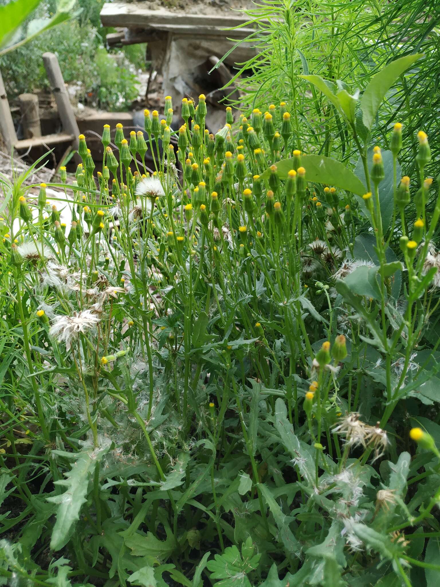 Image of Senecio dubitabilis C. Jeffrey & Y. L. Chen